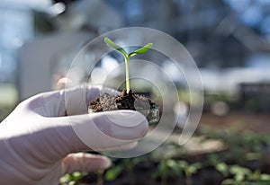 Biologist holding sprout with soil in petri dish in laboratory