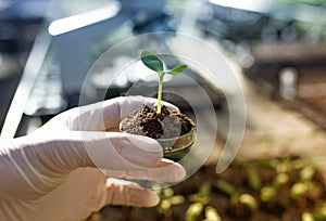 Biologist holding sprout with soil in petri dish in laboratory