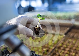 Biologist holding sprout with soil in petri dish in laboratory