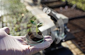 Biologist holding sprout with soil in petri dish in laboratory