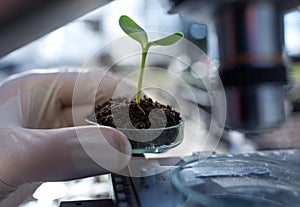 Biologist holding sprout with soil in petri dish in laboratory