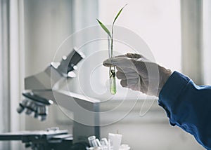 Biologist holding sprout in test tube