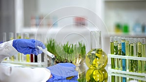 Biologist injecting fertilizer into test wheatgrass, pesticides development