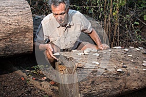 Biologist inspecting fungus growing