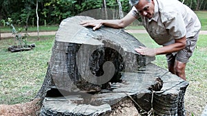 Biologist inspecting the rings on a tree