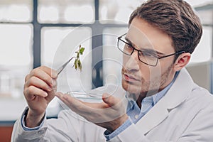 Biologist looking at plant in tweezers