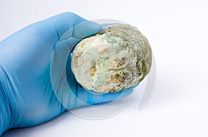 Biologist, microbiologist or scientist holds in his gloved hand fruit or vegetable, completely covered with mold. Preparation of m