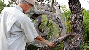 Biologist out in the savannas of Brazil, inspecting dead trees