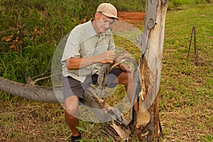 Biologist out in the savannas of Brazil, inspecting a tree