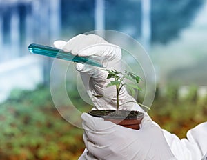 Biologist pouring chemicals in pot with sprout