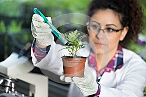 Biologist pouring chemicals in pot with sprout