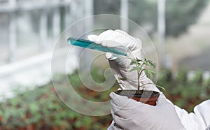 Biologist pouring chemicals in pot with sprout