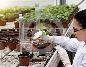 Biologist pouring liquid into flower pot with sprout