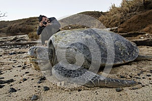 Biologist taking photo ofPacific Green sea turtle photo