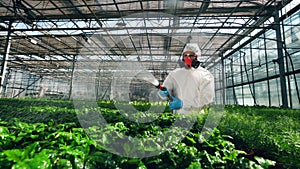 Biologist is washing greenhouse plants with chemicals