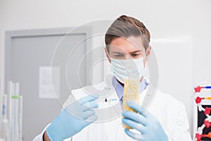 Biologist wearing protective mask and examining corn with syringe