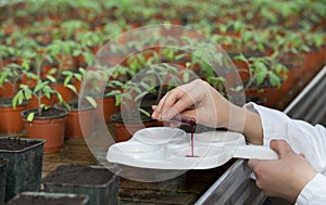 Biologist working with chemicals and sprouts in greenhouse