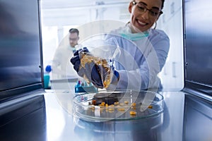 Biologist working with corn grains in laboratory