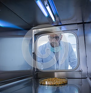 Biologist working with corn grains in laboratory
