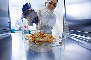 Biologist working with corn grains in laboratory