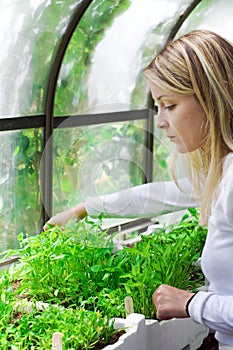 Biologist working in a greenhouse