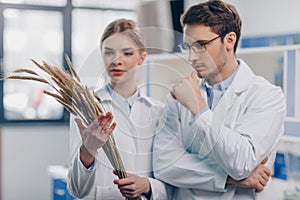 Biologists with wheat ears in laboratory photo