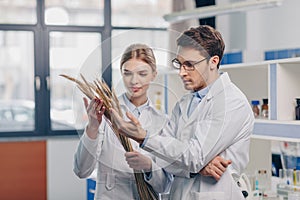 Biologists working with wheat ears photo