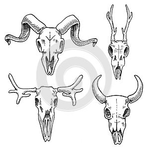 Biology or anatomy illustration. engraved hand drawn in old sketch and vintage style. skull or skeleton silhouette. Elk