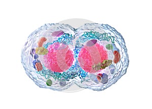 Biology concept. Cell division under the microscope isolated on a white