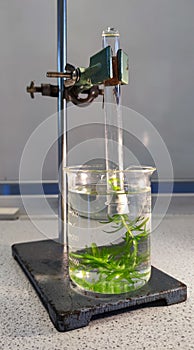 Biology experiment with waterweed in a test tube and glass with water