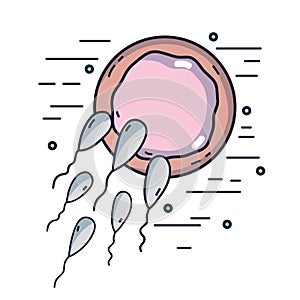Biology fertilization with ovum with spermatozoa penetration photo