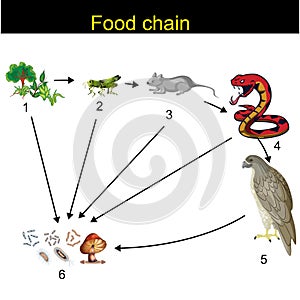 Biology - Food chain Revision