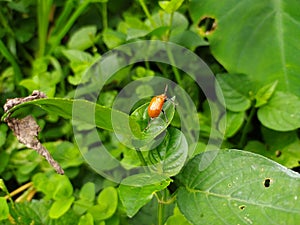 biology of the leaf-eating beetle aulacophora indica photo