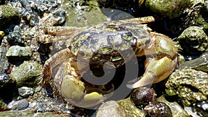 Biology lesson educational accomplice life of crabs small crab builds its shelter burrows into the stones like a photo