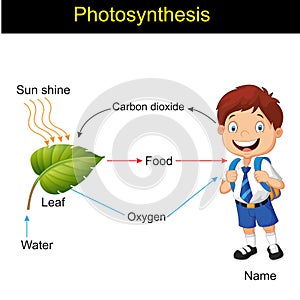 Biology - photosynthesis modeling version 01