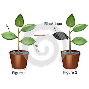 Biology - Photosynthesis and plant experiment 01