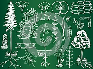 Biology plant sketches on school board