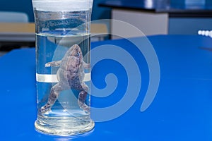 Biology science dissection specimen of a frog in a glass jar on a blue lab table in a school with copy space