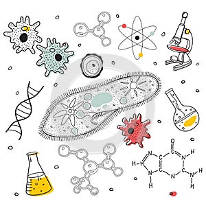 Biology sketches on school board.