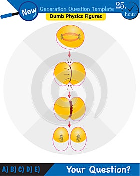 Biology, stages of mitosis and meiosis, next generation question template