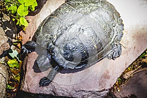 Biology, tortoise resting in the sun