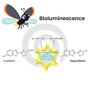 Bioluminescence Chemical Reaction scientific illustration vector diagram