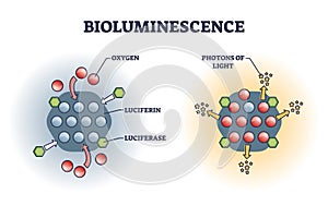 Bioluminescence chemical explanation with light emission outline diagram photo