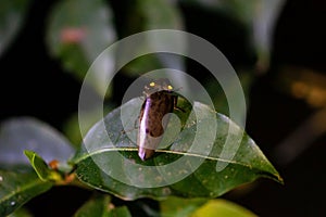 A bioluminescent click beetle, Pyrophorus sp., at night on a leaf