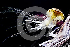 Bioluminescent Japanese sea nettle jellyfish