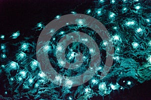 Bioluminiscent Glow Worms shining in Waipu Caves, Northland, North Island, New Zealand photo