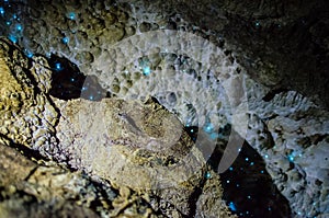 Bioluminiscent Glow Worms shining in Waipu Caves, Northland, North Island, New Zealand