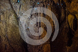 Bioluminiscent Glow Worms shining in Waipu Caves, Northland, North Island, New Zealand