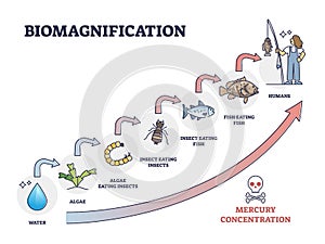 Biomagnification with toxic, poisonous mercury concentration outline diagram