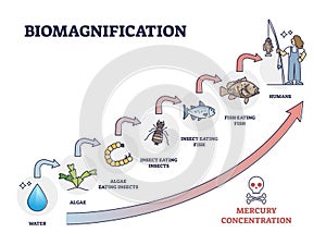 Biomagnification with toxic, poisonous mercury concentration outline diagram photo